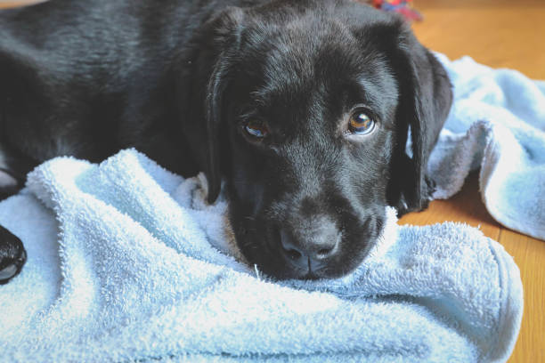 istock Black Labrador puppy 1324047317