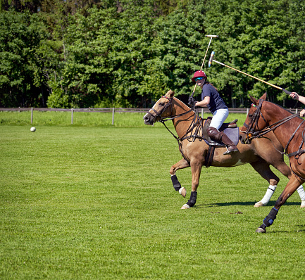 Polo pony in full action during training with happy young rider in polo outfit.