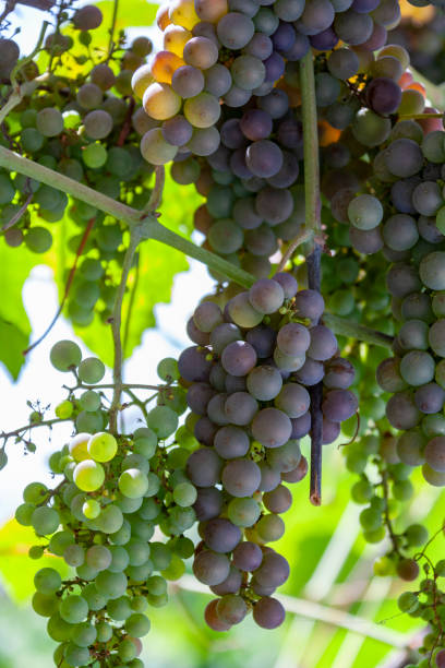 istock Wine production - grapes on the vine 1324048375