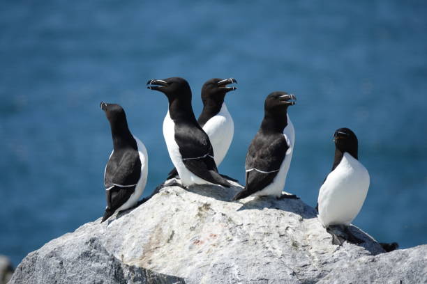 istock razorbills (Alca torda) clustered on a Maine island 1324048463