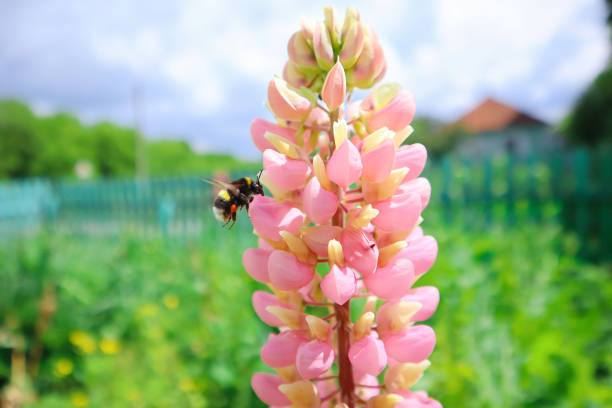 Pink lupine flower and bumble bee collects nectar. Summer rural landscape, blurred greenery and cottage background. Wild and garden plant, pollinator photo for biology content, splash screen, puzzle.