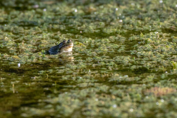 istock Northern green frog wadding in a pond 1324049566