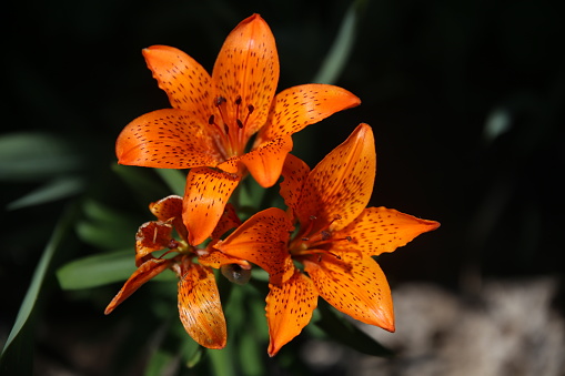 Top view of three orange lilies with green leaves