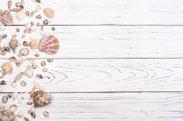 istock Seashells on white wood planks with copy space.Summer concept 1324053087