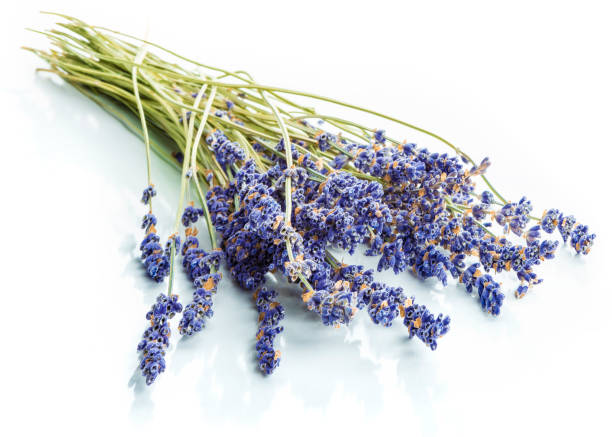 라벤더 - lavender dried plant lavender coloured bunch 뉴스 사진 이미지