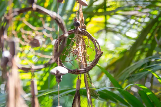 Photo of filter of dreams stuck in a tree