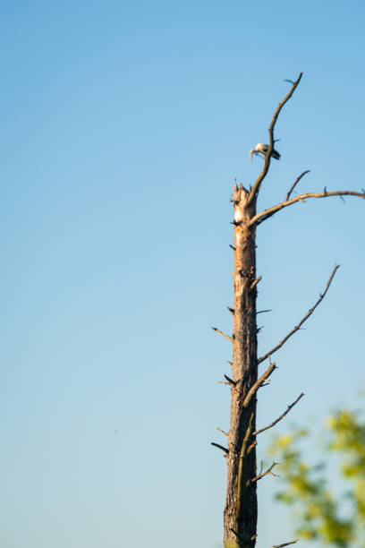 lonely stork standing on a withered tree branch against a blue sky background