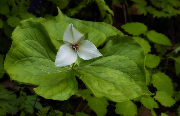 istock Close up of a wildflower know as Trillium 1324057746