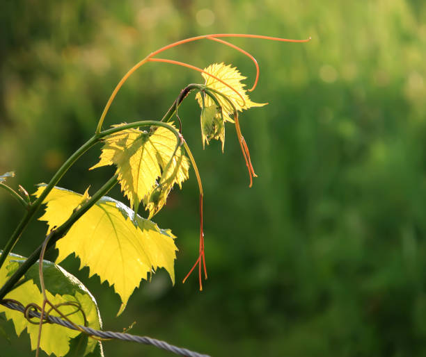istock Green vine outdoors 1324057781