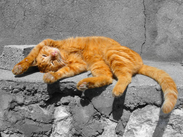 Close up image of the sleeping male cat.