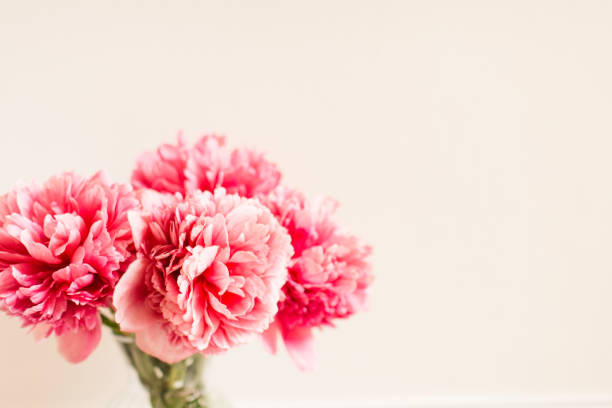 istock Large Pink & White Peony Flowers in Full Bloom with a Bright Neutral-Colored Background 1324058761