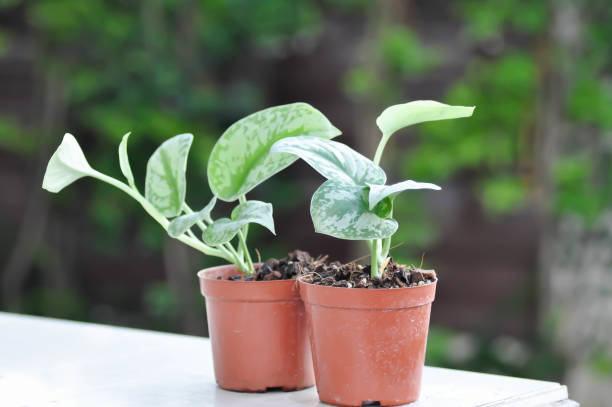 istock Satin Pothos, Silver hilodendron or Scindapsus pictus Hassk or Argyreus 1324060284