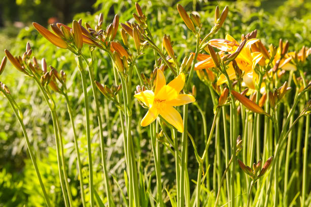 vibrant yellow lily flowers in a summer garden. - madonna imagens e fotografias de stock