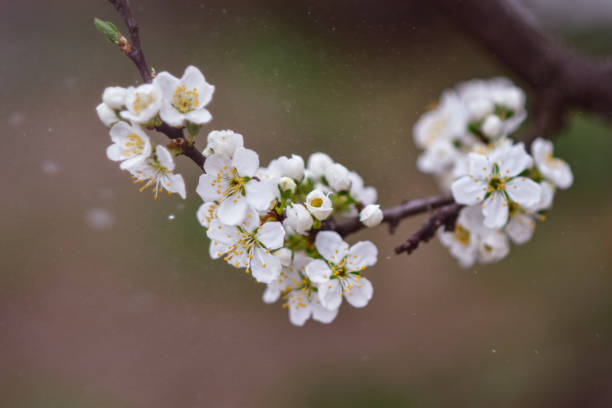 istock Cherry blossom branch on the light background. 1324061702