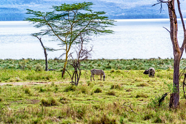 istock African safari wit Zebras 1324063460