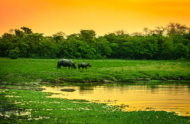 one horned rhino with her baby at grassland with sunrise orange sky at dawn image is taken at kaziranga assam india.