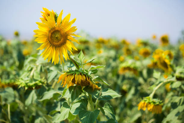 istock Sunflower field on a very sunny day 1324064560