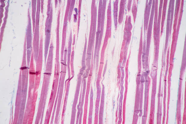 istock Histological sample Striated (Skeletal) muscle of mammal Tissue under the microscope. 1324064597