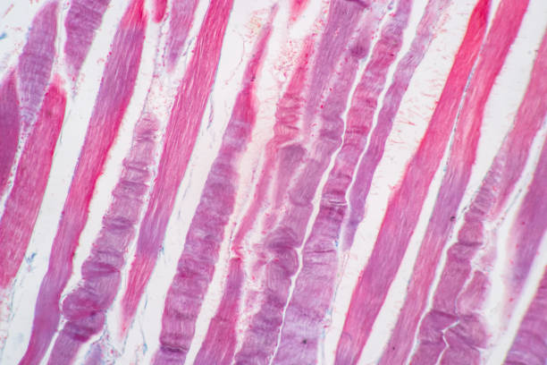 istock Histological sample Striated (Skeletal) muscle of mammal Tissue under the microscope. 1324064611