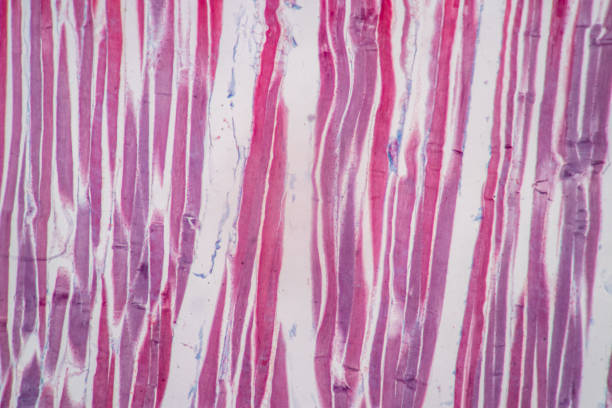 istock Histological sample Striated (Skeletal) muscle of mammal Tissue under the microscope. 1324064679