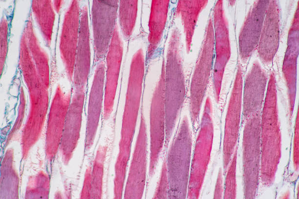Histological sample Striated (Skeletal) muscle of mammal Tissue under the microscope. stock photo