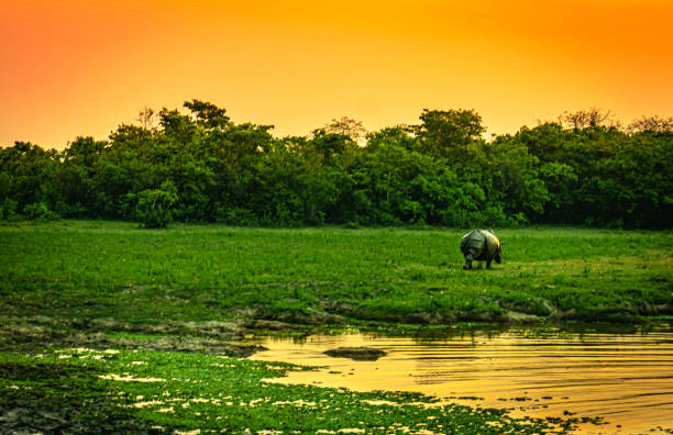 one horned rhino at grassland with sunrise orange sky ar dawn one horned rhino at grassland with sunrise orange sky ar dawn image is taken at kaziranga assam india. assam india stock pictures, royalty-free photos & images