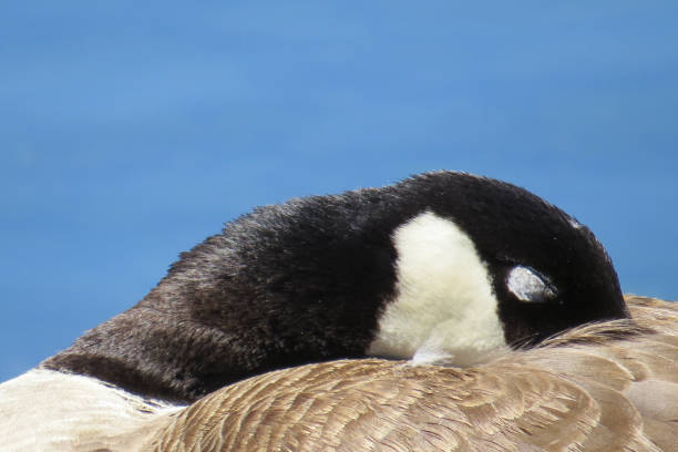 istock Close up photo of a resting duck 1324064801