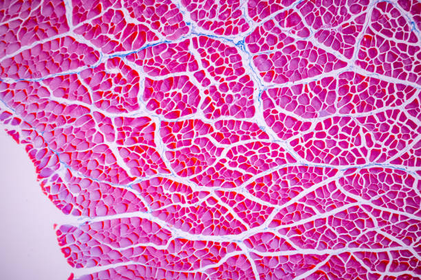 istock Histological sample Striated (Skeletal) muscle of mammal Tissue under the microscope. 1324064839