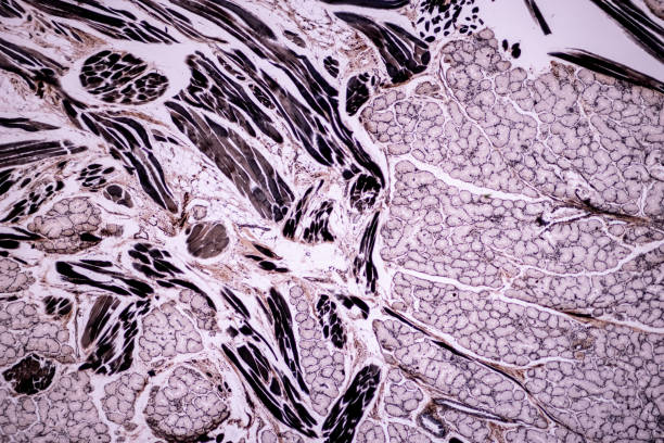 istock Histological sample Striated (Skeletal) muscle of mammal Tissue under the microscope. 1324064953