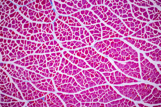 istock Histological sample Striated (Skeletal) muscle of mammal Tissue under the microscope. 1324064968