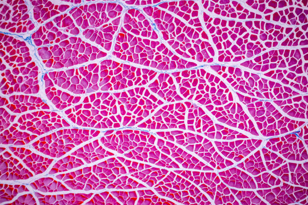 istock Histological sample Striated (Skeletal) muscle of mammal Tissue under the microscope. 1324065068