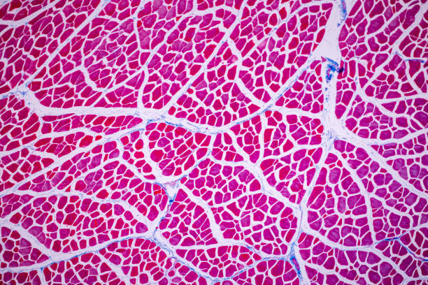 istock Histological sample Striated (Skeletal) muscle of mammal Tissue under the microscope. 1324065071