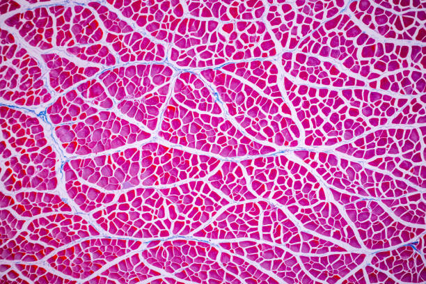 istock Histological sample Striated (Skeletal) muscle of mammal Tissue under the microscope. 1324065090