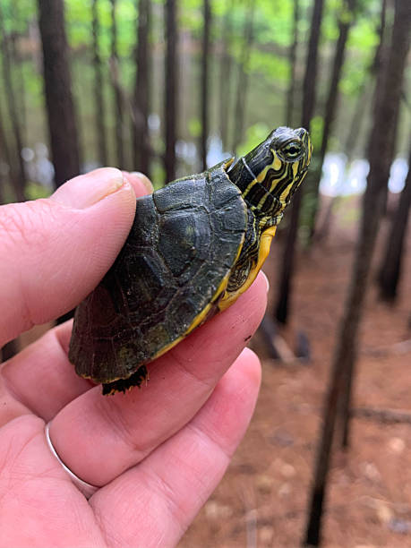 istock Yellow Bellied Slider 1324065173