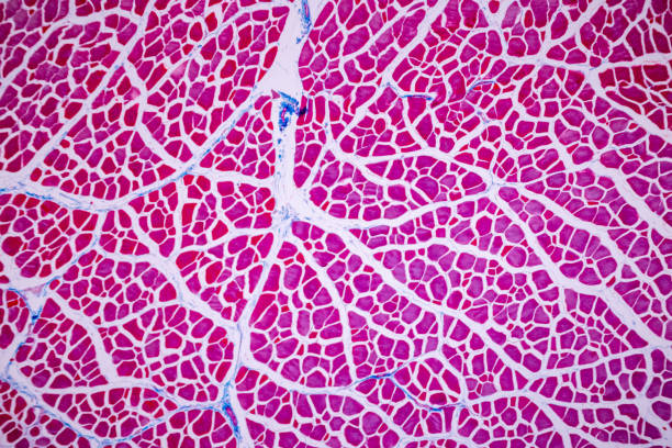 istock Histological sample Striated (Skeletal) muscle of mammal Tissue under the microscope. 1324065855