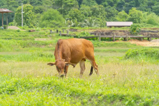 Photo of Cows eating green rice and grass field. Animals in agriculture farm.