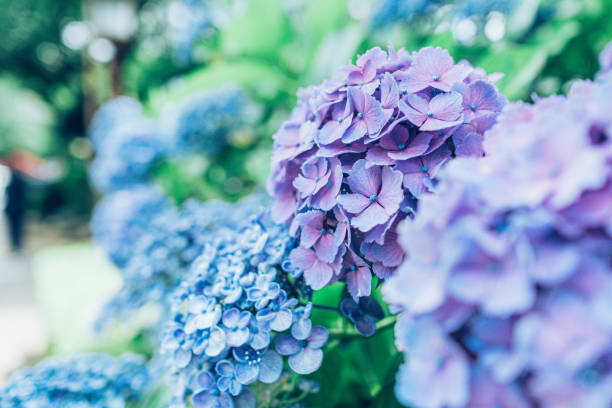 istock Hydrangea in rainy season early June. 1324066358