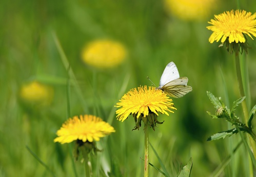 Beautiful blooming dandelions and white butterfly in the spring meadow