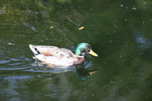 Ducks in a pond stock photo