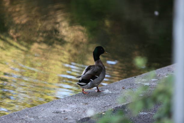 Ducks in a pond stock photo