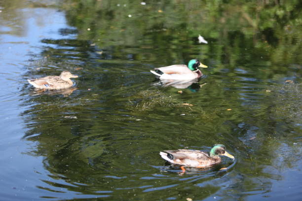 Ducks in a pond stock photo