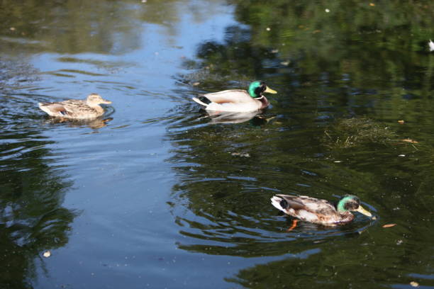 Ducks in a pond stock photo