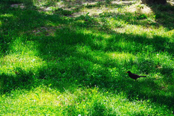 Little black bird in the grass and shadows