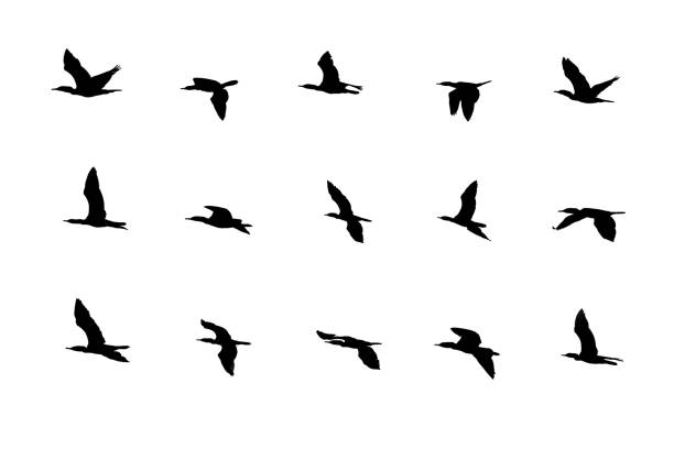 istock Collection of silhouetted flying birds on white background. 1324070918