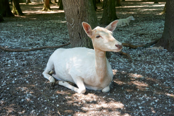 istock close up of a white deer in the forest 1324071027