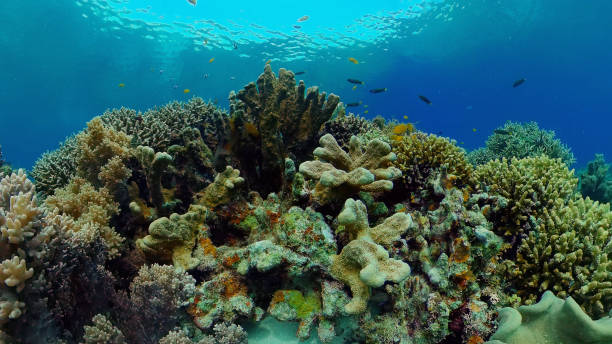 istock Coral reef and tropical fish. Philippines 1324072170