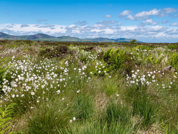 protected raised bog area in rural scotland - cotton grass sedge grass nature imagens e fotografias de stock