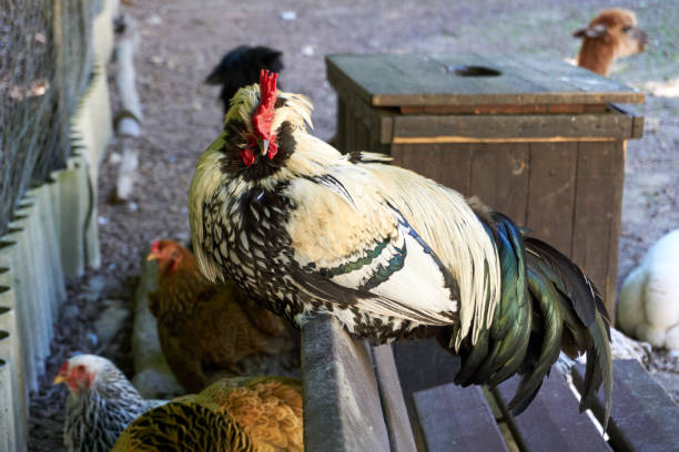 istock close up of a black and white rooster on a bench 1324072500