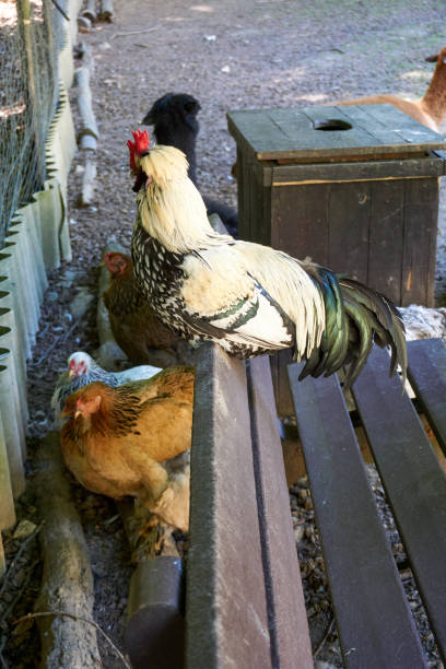 istock close up of a black and white rooster on a bench 1324072502