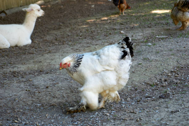 istock close up of fat white funny chicken 1324073562
